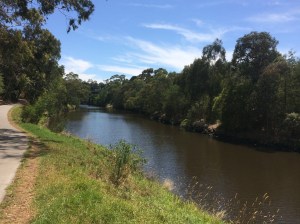 Riding the Yarra on a perfect day.